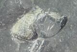 Unprepared Drotops Trilobite - About Long #106861-10